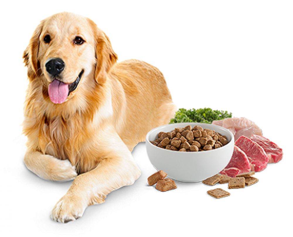 انواع مکمل ها و غذاهای سگ